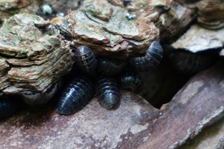 kontrola obecności szkodników